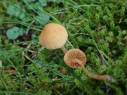 Image of Galerina semilanceata (Peck) A. H. Sm. & Singer 1964