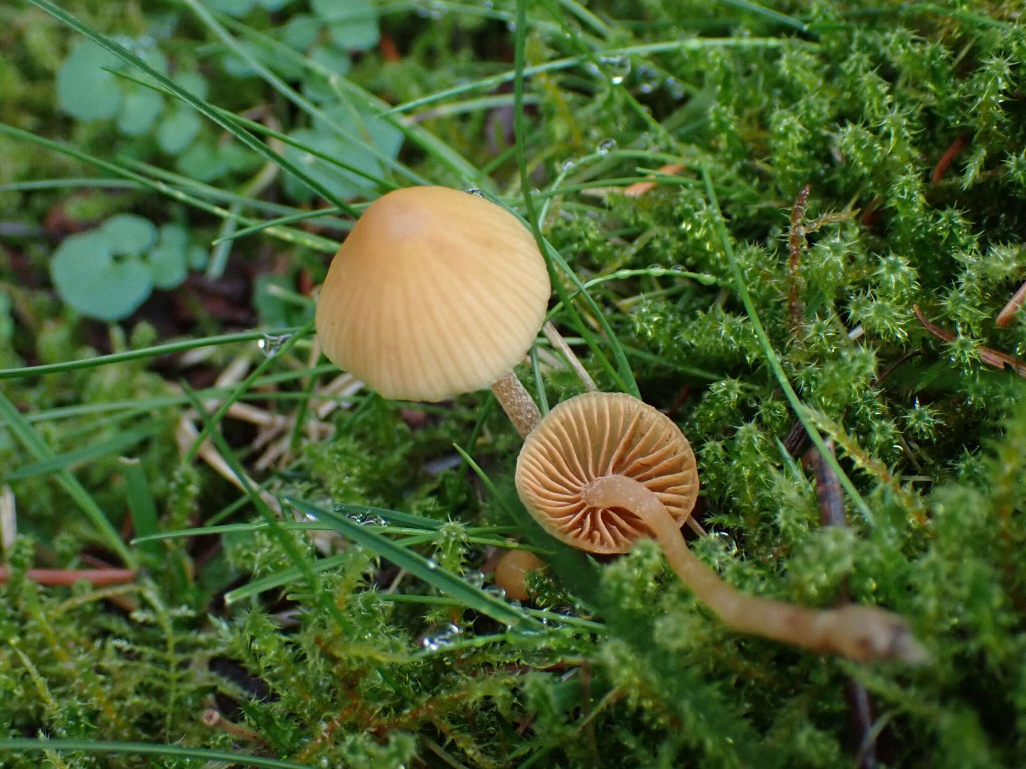 Imagem de Galerina semilanceata (Peck) A. H. Sm. & Singer 1964