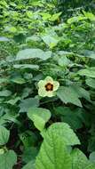 Image of Prickly hibiscus creeper