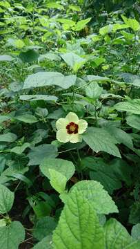 Image of Prickly hibiscus creeper