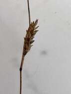 Image of Capetown grass