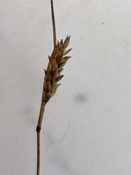 Image of Capetown grass