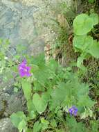 Image of Glandular Crane's-bill