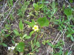 Image of Graceful Buttercup