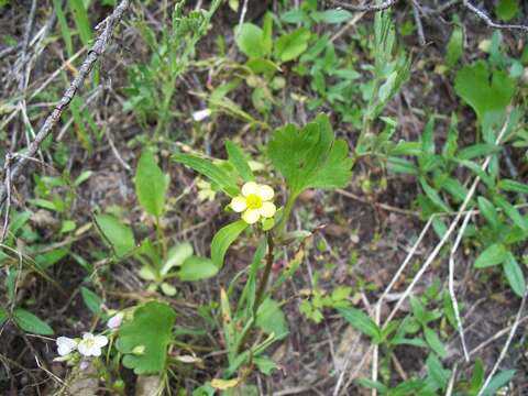 Image of Graceful Buttercup