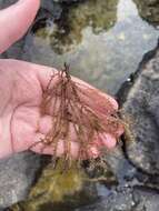 Image of Red algae