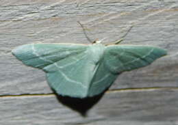 Image of small grass emerald