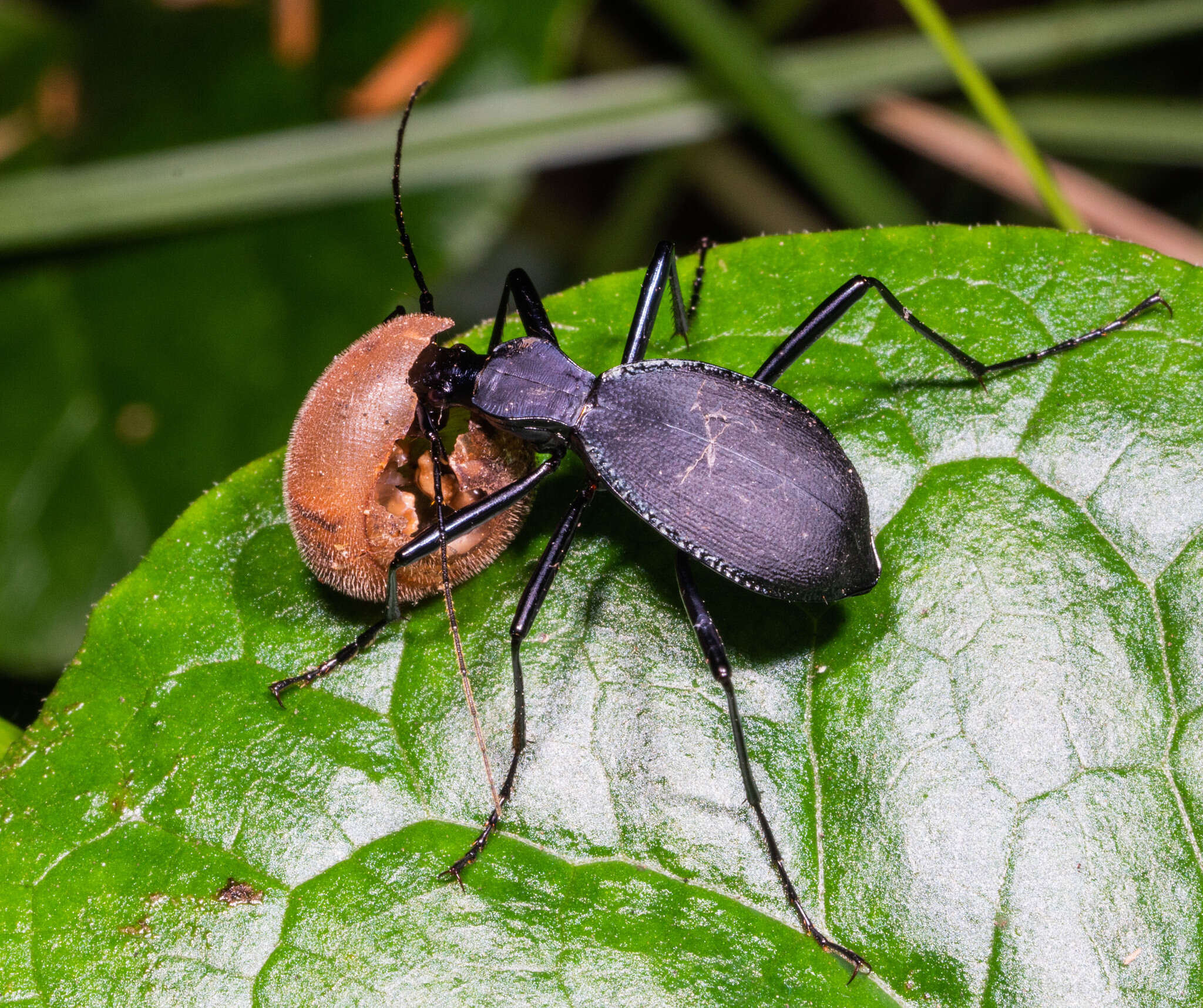 صورة Scaphinotus (Stenocantharus) velutinus (Ménétriés 1843)