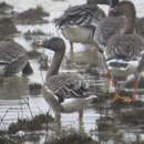 Image of Tundra Bean Goose