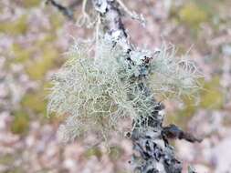 Image of speckled beard lichen