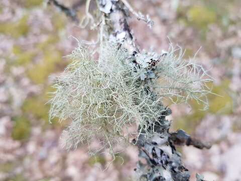 Imagem de Usnea glabrescens (Nyl. ex Vain.) Vain.