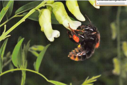 Image of Bombus koreanus (Skorikov 1933)