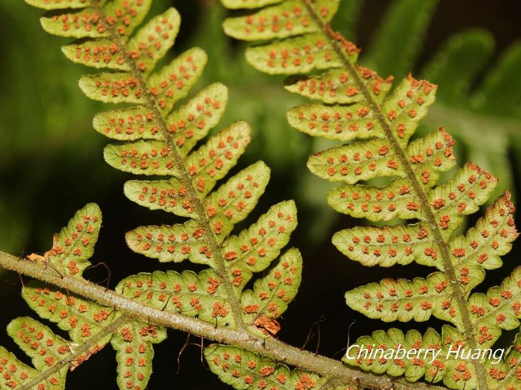 Sivun Ctenitis eatonii (Bak.) Ching kuva