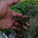 Imagem de Acalypha anadenia Standl.