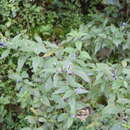 Image of Salvia connivens Epling