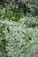 Image of Salvia connivens Epling