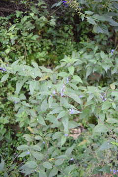 صورة Salvia connivens Epling