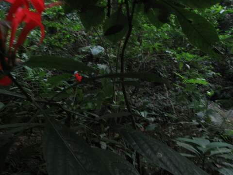 Ruellia humboldtiana (Nees) Lindau的圖片