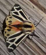 Image of Carlotta's Tiger Moth