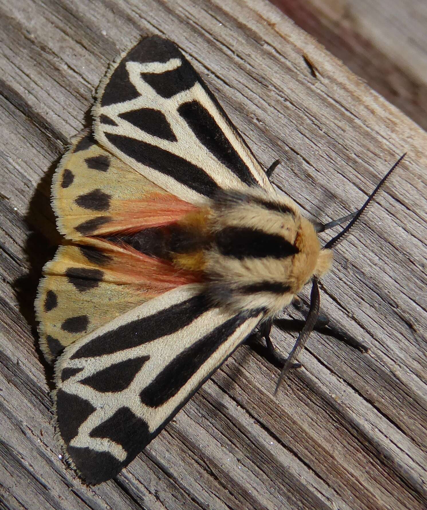 Image of Carlotta's Tiger Moth