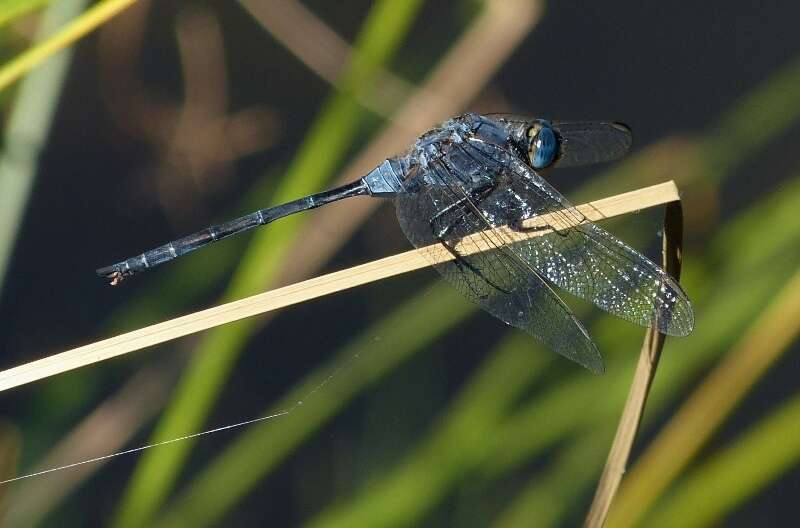 Image of Long Skimmer