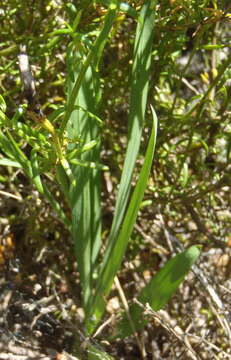 Freesia fergusoniae L. Bolus resmi