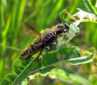 Oxybelus argentatus Curtis 1833的圖片