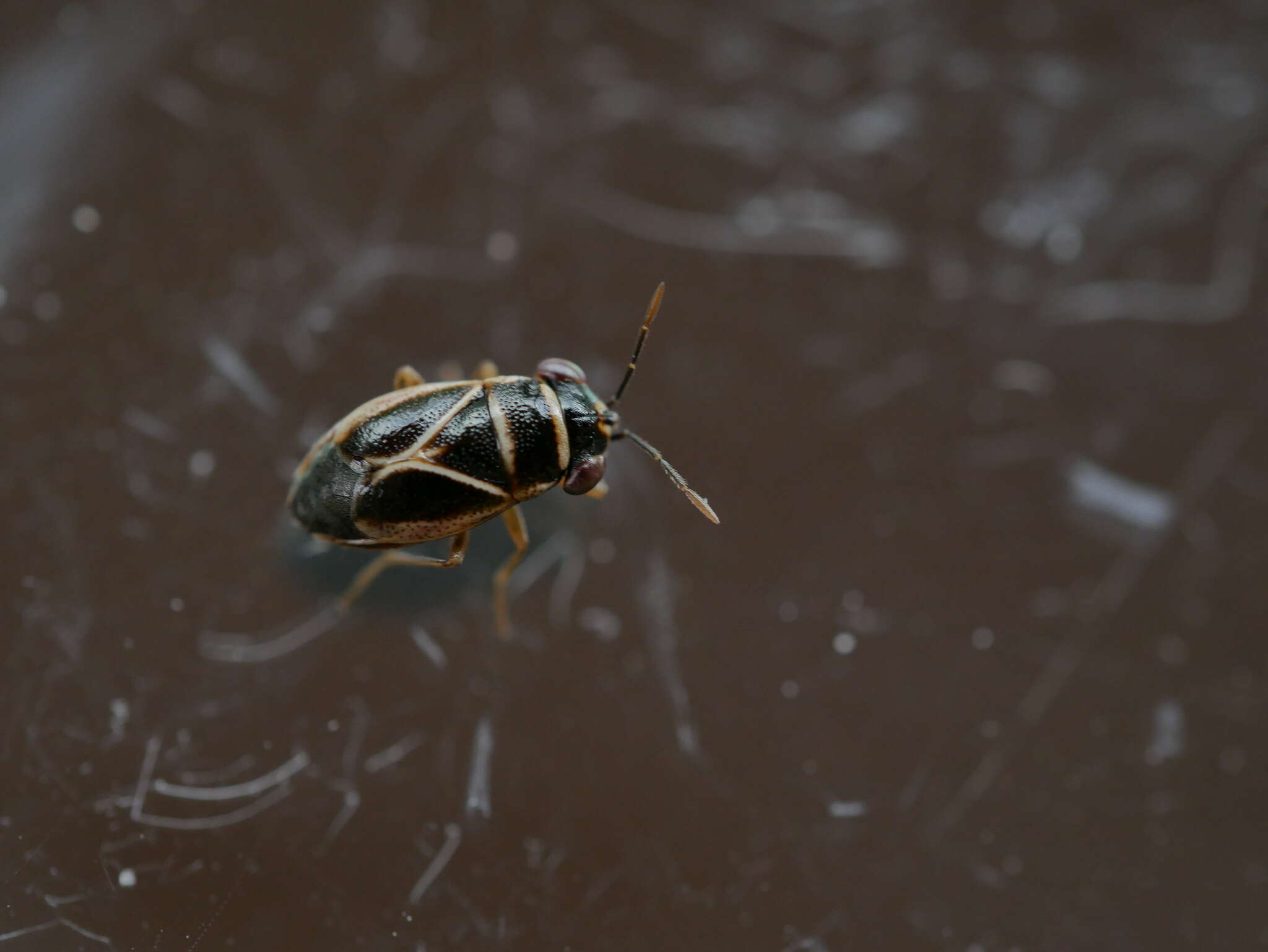 Image of <i>Geocoris grylloides</i>