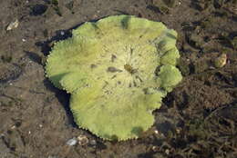 Image of Haddon's Carpet Anemone