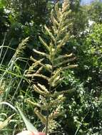 Image of Antelope Grass