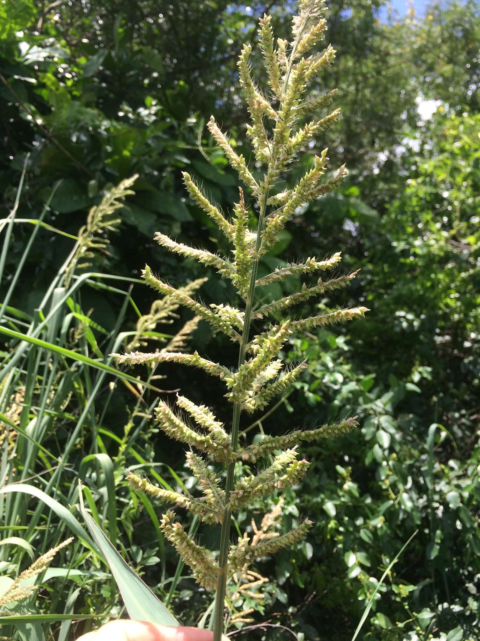 Image of Antelope Grass