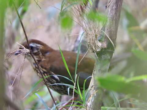 Image of Rufous-tailed Antthrush