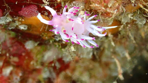 Image of Flabellina llerae Ortea 1989