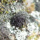 Imagem de <i>Scytinium lichenoides</i>