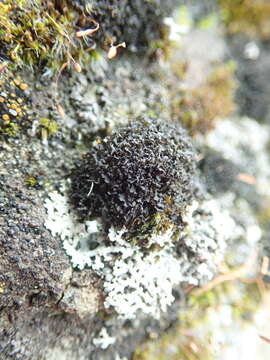 Imagem de <i>Scytinium lichenoides</i>