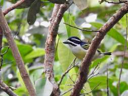 Image of Yellow-rumped Tinkerbird