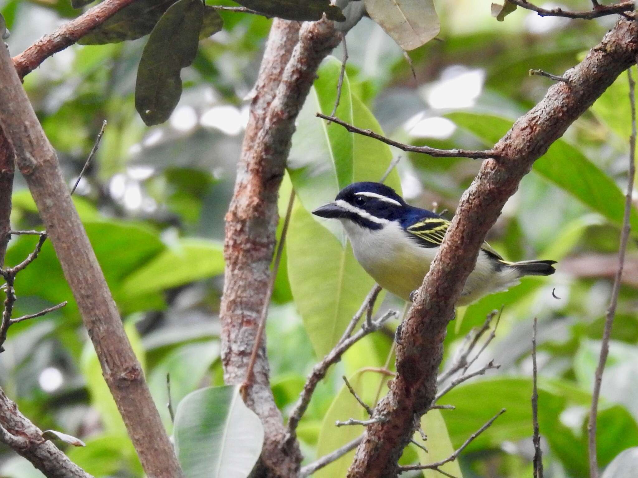 Image of Yellow-rumped Tinkerbird