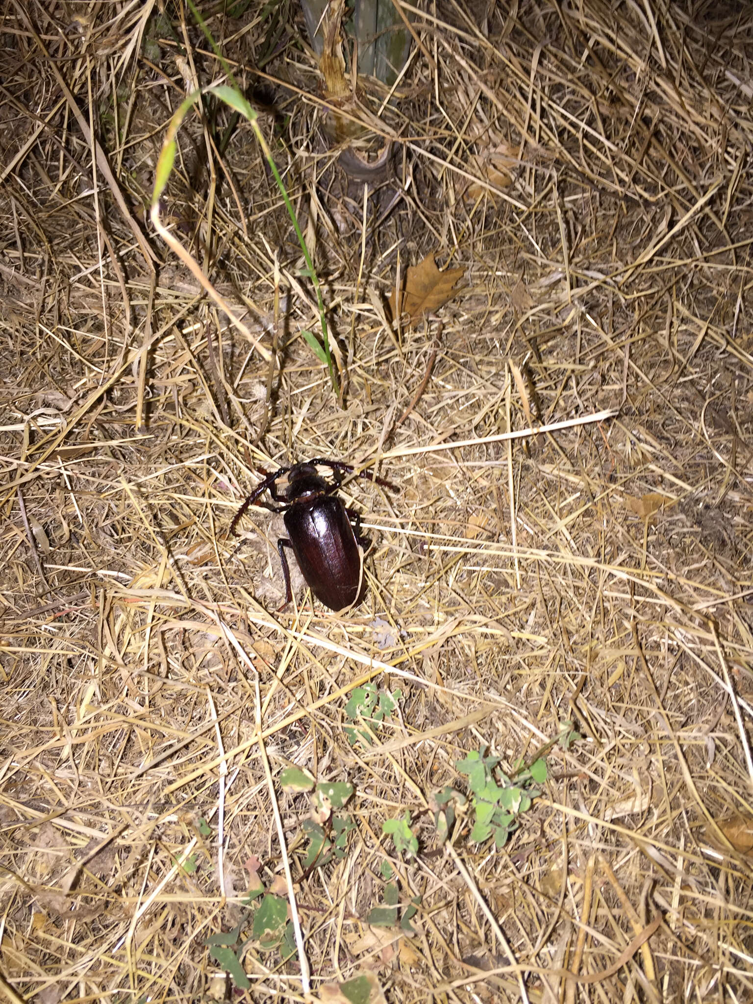 Image of California Root Borer