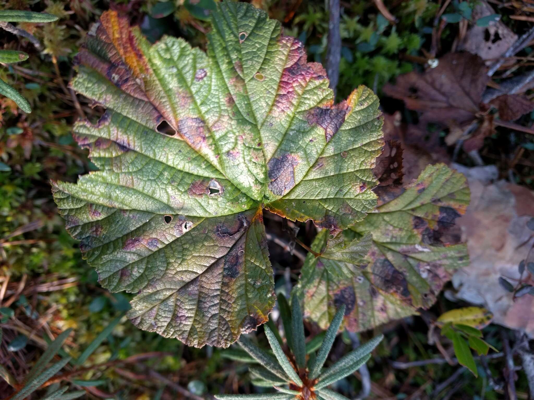 Rubus chamaemorus L. resmi