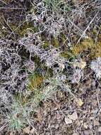 Image of Gairdner's beardtongue