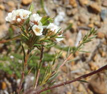 Image of Diosma hirsuta L.