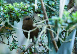 Image of Rufous Wren