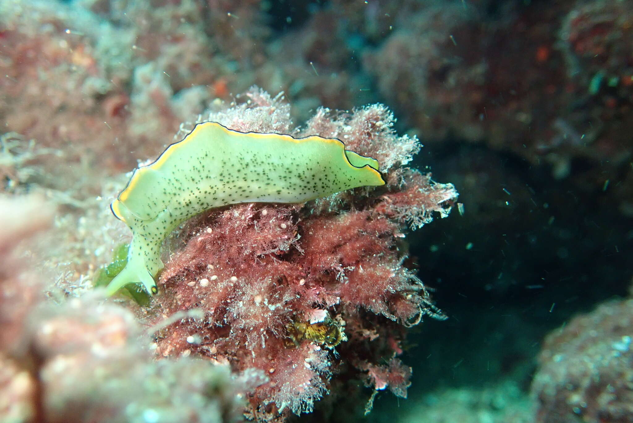 Image of lettuce slug