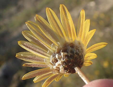 Image of Ursinia anthemoides subsp. anthemoides