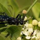 Image of Prionyx fervens (Linnaeus 1758)