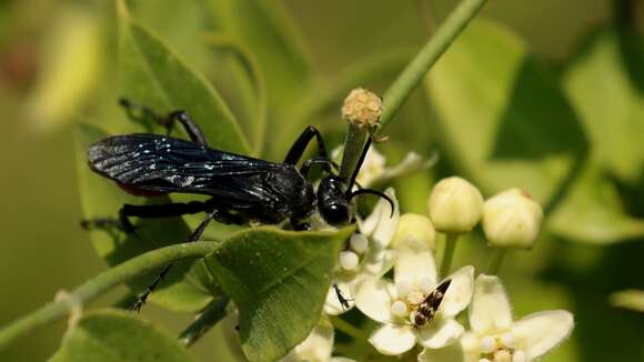 Image of Prionyx fervens (Linnaeus 1758)