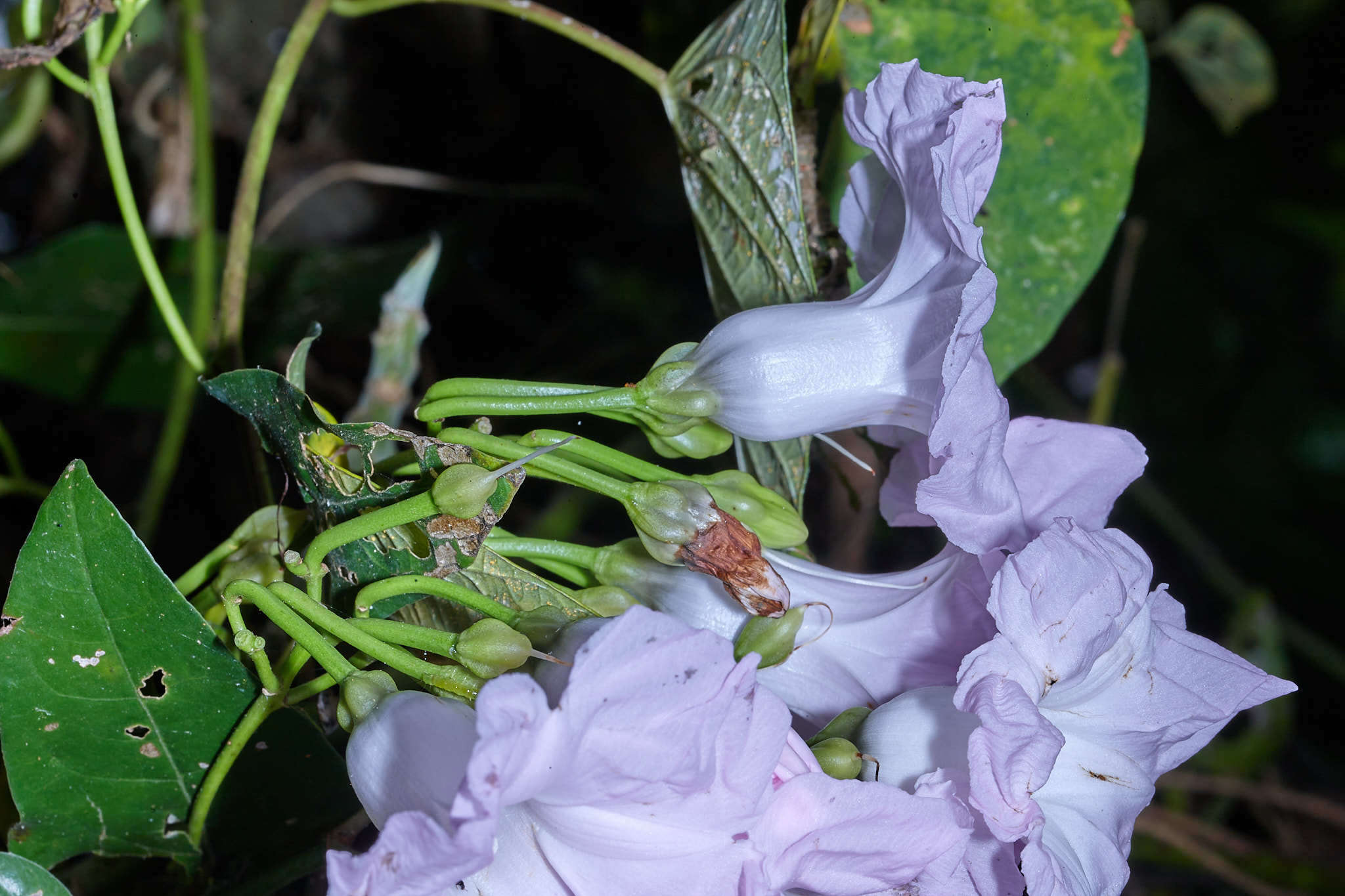 Plancia ëd Ipomoea batatoides Choisy