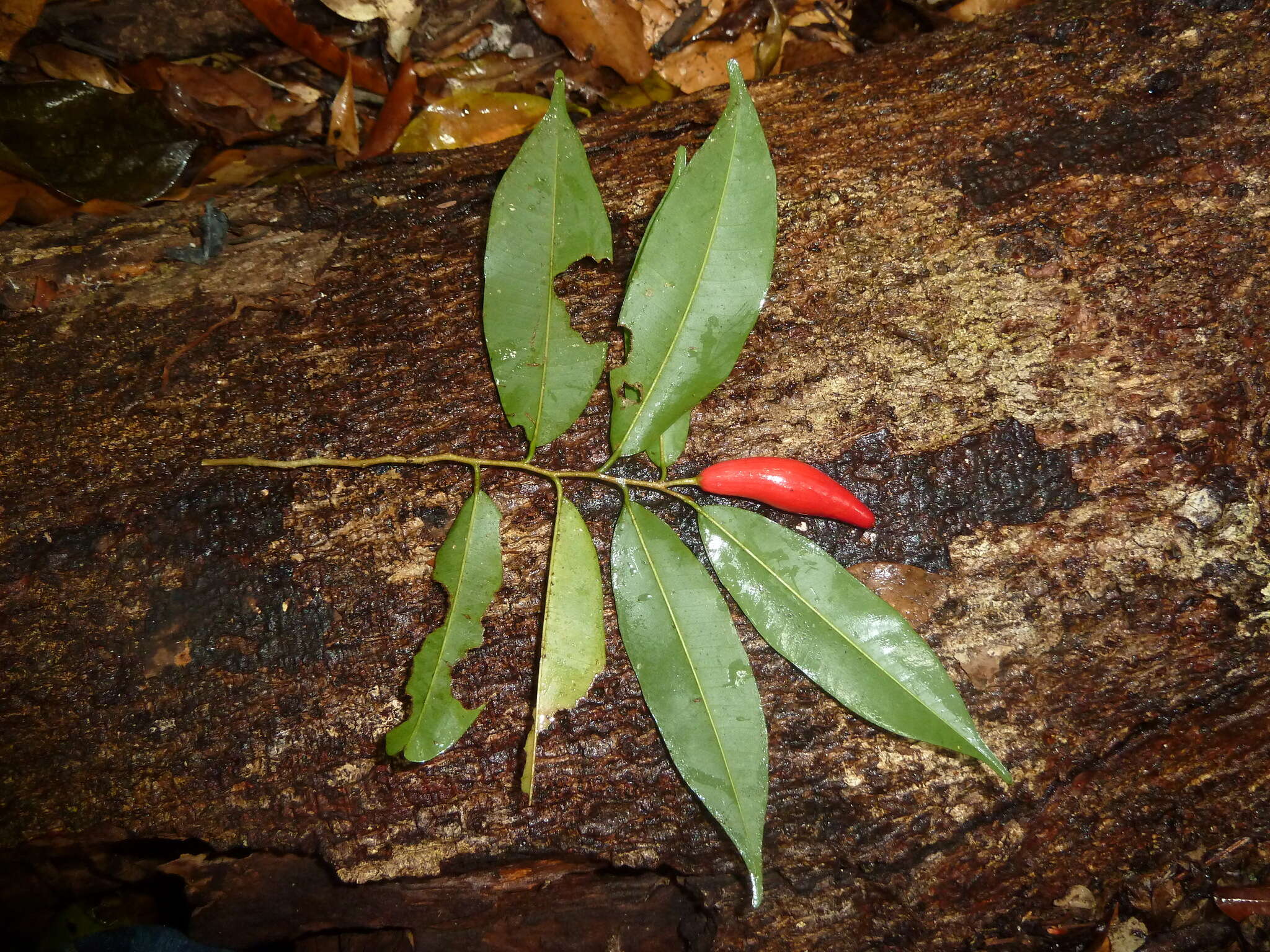 Image of Chrysophyllum moralesianum