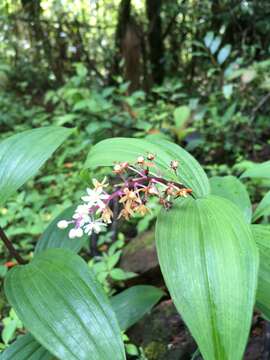 Image de Maianthemum scilloideum (M. Martens & Galeotti) La Frankie