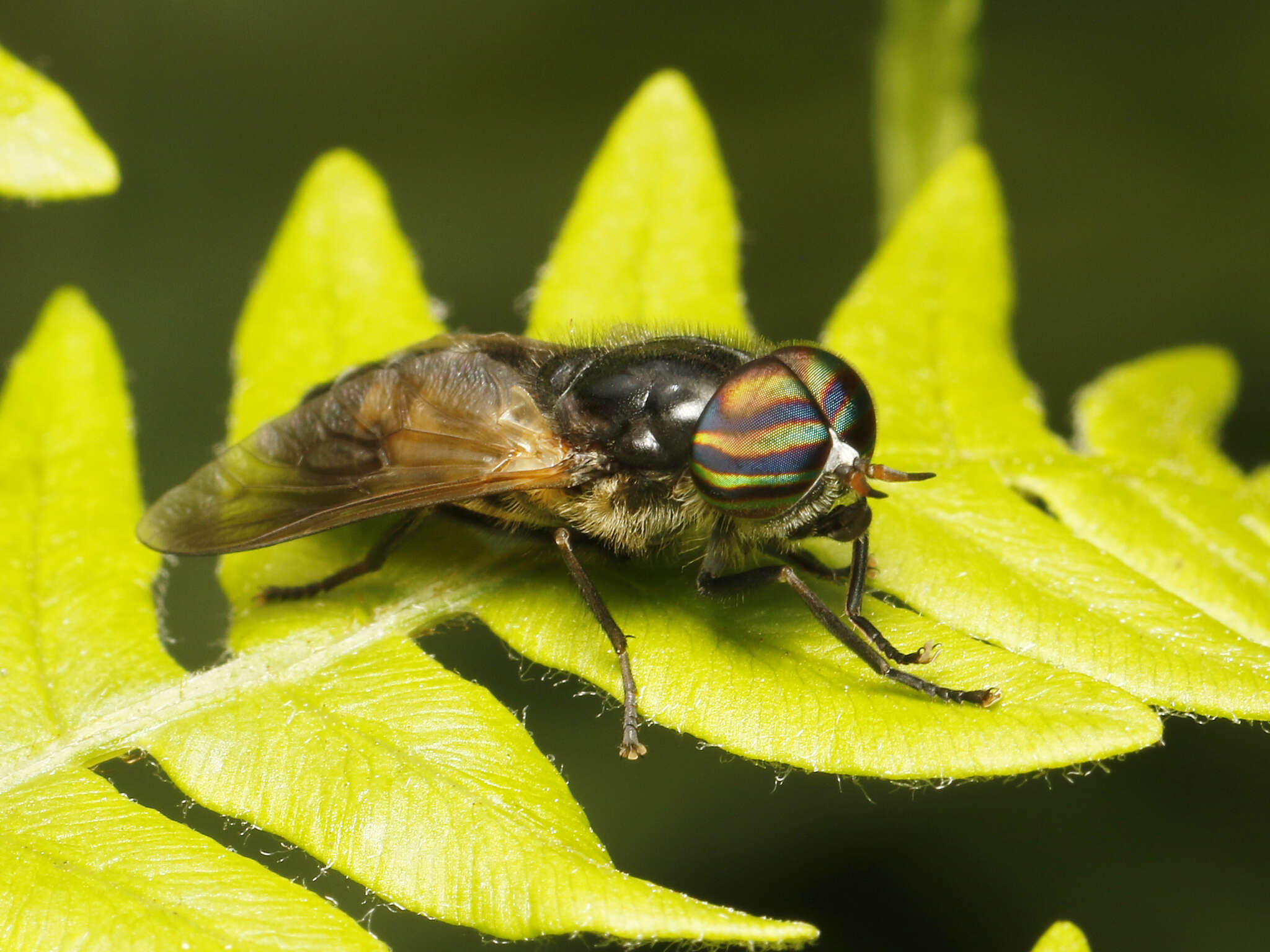 صورة Hybomitra hinei (Johnson 1904)